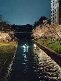 岡崎城の夜桜🌸