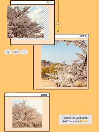 Riverside in Bloom: Anyangcheon's Relaxing Cherry Blossom Path