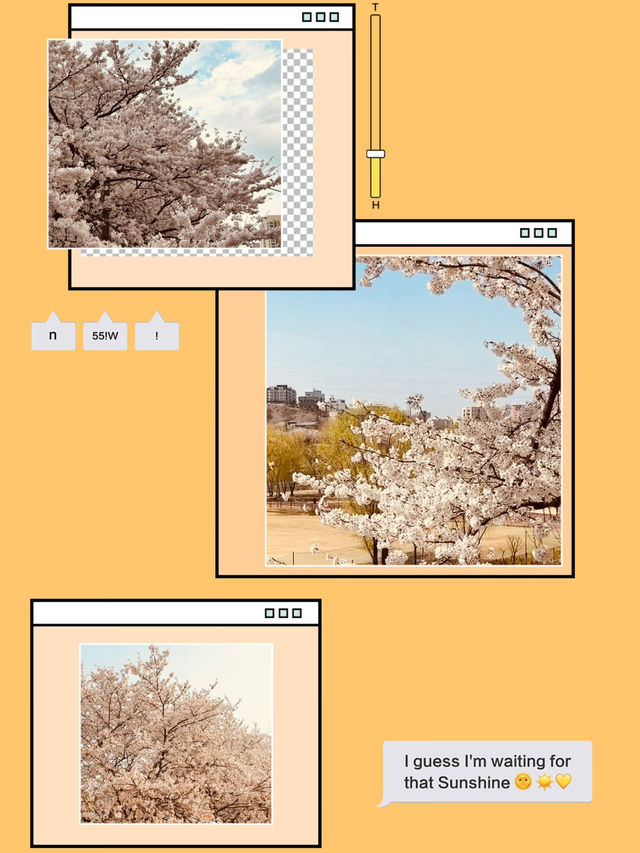 Riverside in Bloom: Anyangcheon's Relaxing Cherry Blossom Path