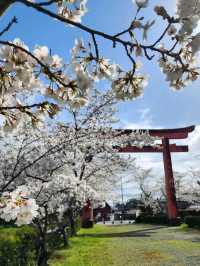 【山口グルメ】和カフェ大貫・山口の桜