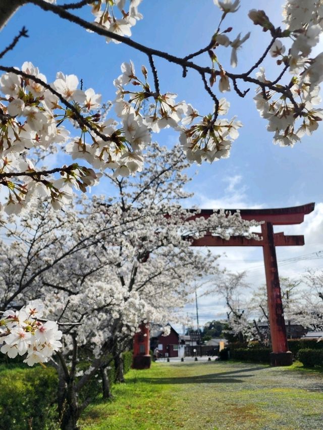 【山口グルメ】和カフェ大貫・山口の桜