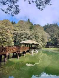 ไปดูดอกแมกโนเลียที่ Alishan 