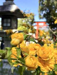 Golden Yamabuki Flowers at Matsuo Taisha