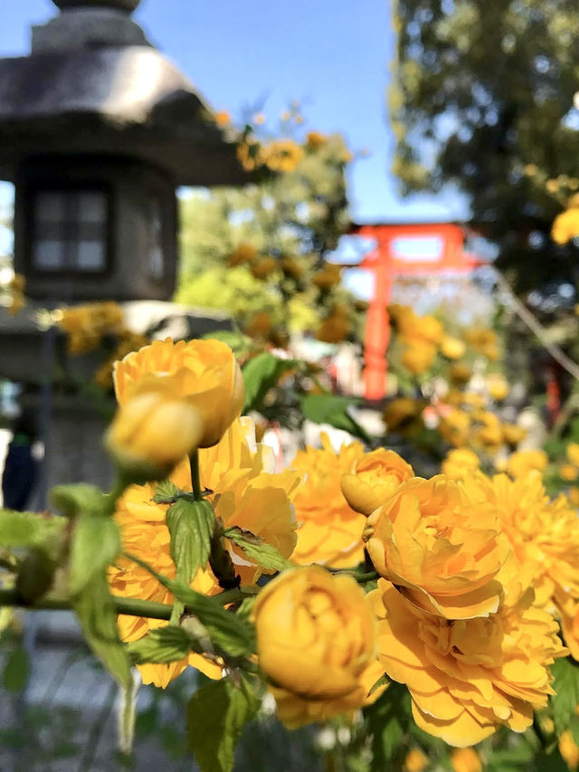 Golden Yamabuki Flowers at Matsuo Taisha