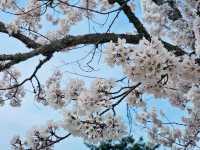 Nara Park, Japan - a Haven for Cherry Blossoms