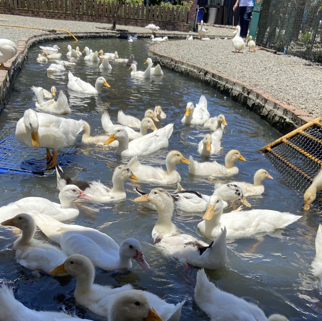 宜蘭小旅行｜穿梭傳藝老街，走進鴨寮日常