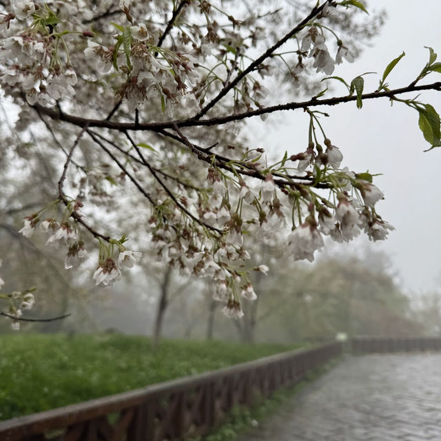祝山觀日步道 Zhushan Sunrise Trail