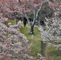 Mount Yoshino, Nara