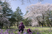 A Spring Day Surrounded by Cherry Blossoms at Showakinen Park 