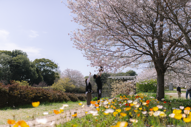 A Spring Day Surrounded by Cherry Blossoms at Showakinen Park 