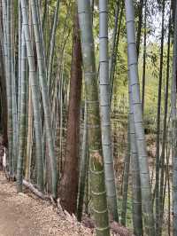 Fushimi Inari Shrine- more than just the torii gates! 
