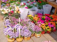 Netherlands Flower town / Dutch Flower town