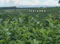 ไร่ชาฉุยฟงเป็นไร่ชาที่สวยงาม สีเขียวสดใส