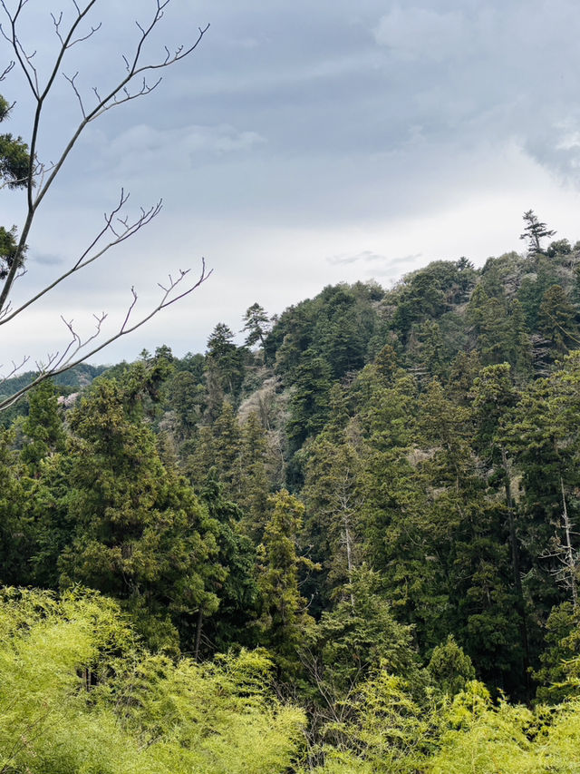 Cherry Blossoms, Tengu Legends & Scenic Trails – Springtime Magic on Mount Takao!