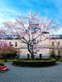 Kyoto Prefectural Office Old Building — A Hidden Cherry Blossom Sanctuary