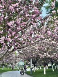 A Cherry Blossom Adventure in Kyoto – 13 Secret Sakura Spots Discovered on a 30,000-Step Day