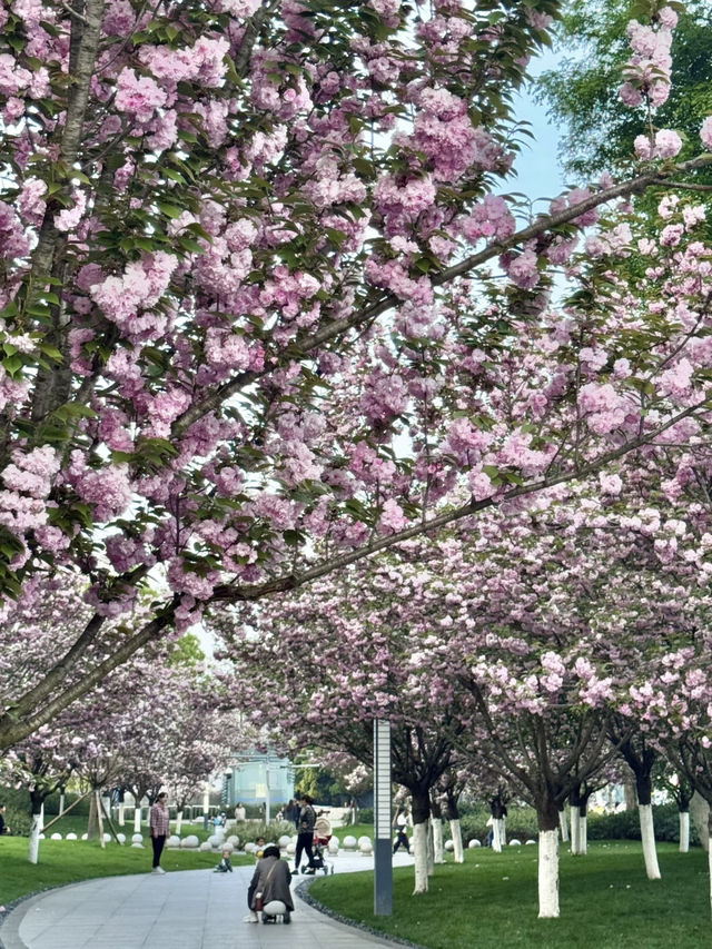 A Cherry Blossom Adventure in Kyoto – 13 Secret Sakura Spots Discovered on a 30,000-Step Day