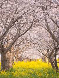 🌸 Chiba’s Hidden Gem: Sakura and Canola Flower Fields at the Kanyu Castle Museum 🌸