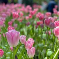 Miracle of Natural สวนทิวลิป