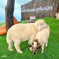 🐑 #ไร่ฟาร์มแกะ ภูทับเบิก☺️📌