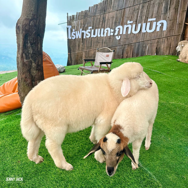 🐑 #ไร่ฟาร์มแกะ ภูทับเบิก☺️📌