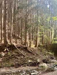 【神奈川】鍋割山⛰️