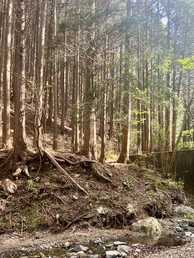 【神奈川】鍋割山⛰️