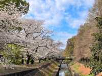 東京-善福寺川綠地，沿著河岸散步的賞櫻秘境