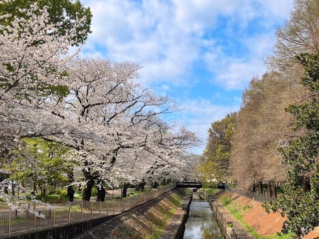 東京-善福寺川綠地，沿著河岸散步的賞櫻秘境