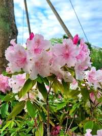 WHEN CHERRY BLOSSOMS FALL, NEW WONDERS BLOOM