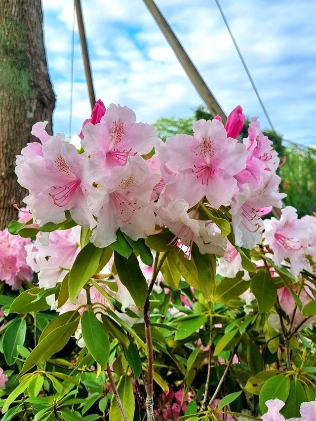 WHEN CHERRY BLOSSOMS FALL, NEW WONDERS BLOOM
