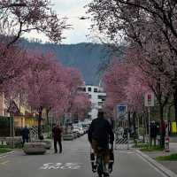 Spring Blooms in Zurich: A Floral Wonderland
