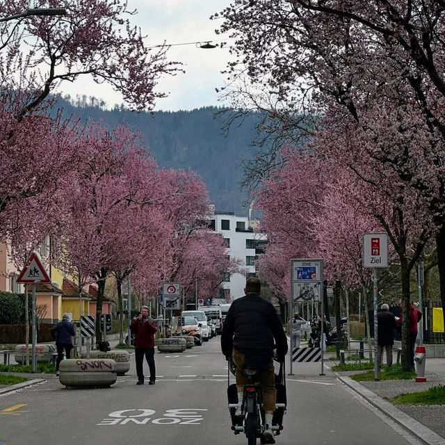 Spring Blooms in Zurich: A Floral Wonderland