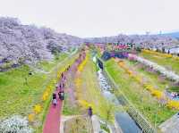 🇯🇵仙台櫻花 千櫻公園🌸🌼
