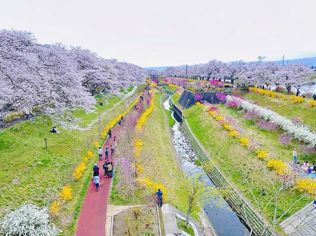 🇯🇵仙台櫻花 千櫻公園🌸🌼