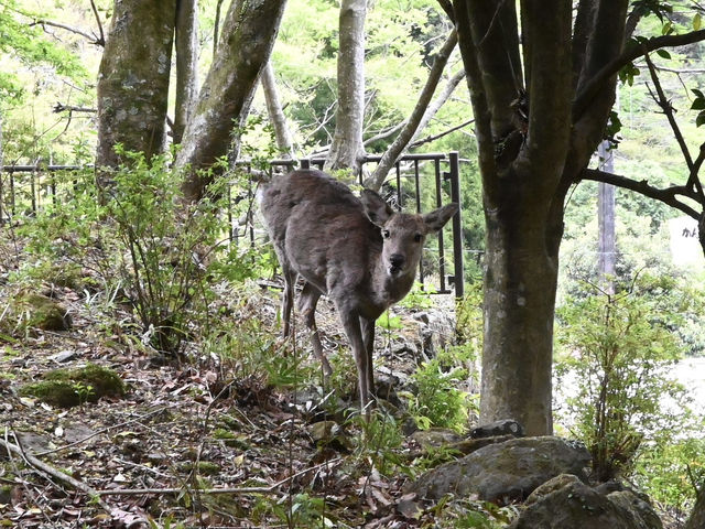 【関東日帰りハイキング】📍大山(神奈川・伊勢原)