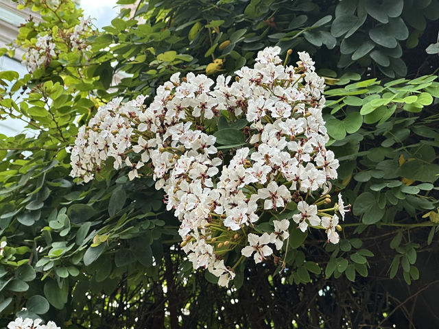 香港好去處 | 復活節賞花(下) | 櫻花 | 魚木 | 首冠藤