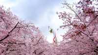 🌸 Expo '70 Park: Osaka's Secret Sakura Wonderland! 🌸
