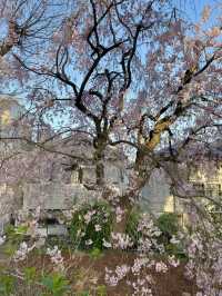 【兵庫/西宮】桜の名所