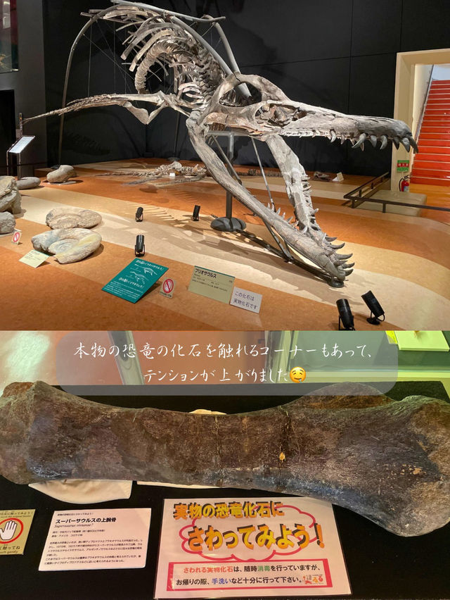 本物の化石に触れちゃう！？いわき市石炭・化石館ほるる