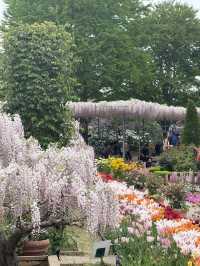 足利フラワーパーク🌼四季折々の絶景が楽しめる癒しスポット🪻💐