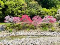 【長野県・花桃の里】まさに桃源郷