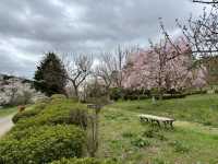 Cherry Blossoms in Aomori City: A Springtime Delight