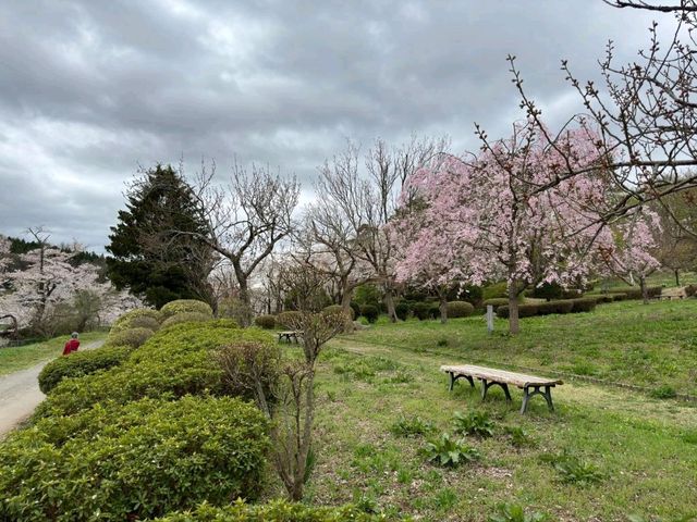 Cherry Blossoms in Aomori City: A Springtime Delight