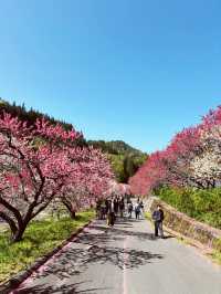 花桃の里