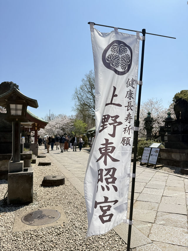 櫻花季in上野公園