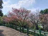 The Stunning views at Yangmingshan National Park, Taipei, Taiwan