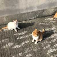 고양이 천국 아오시마