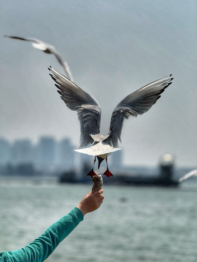 Wings Over Water: A Calm Spring Morning at Haigeng Park