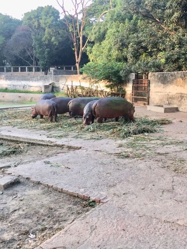 Title: A Wild Encounter in the Heart of Dhaka – Explore Bangladesh National Zoo